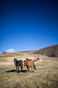 Horses on field against clear blue sky