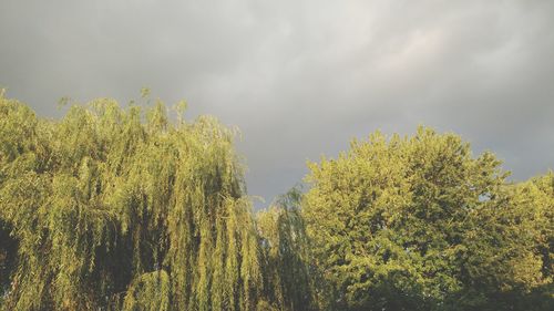 Low angle view of trees against sky