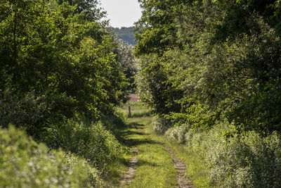 Trees and plants growing on land