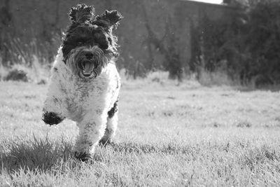 Dog running on field