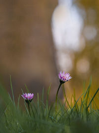 Close-up of pink flowering plant on field