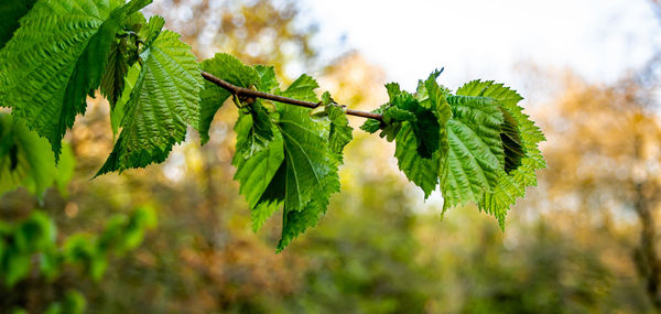 Close-up of fresh green leaves