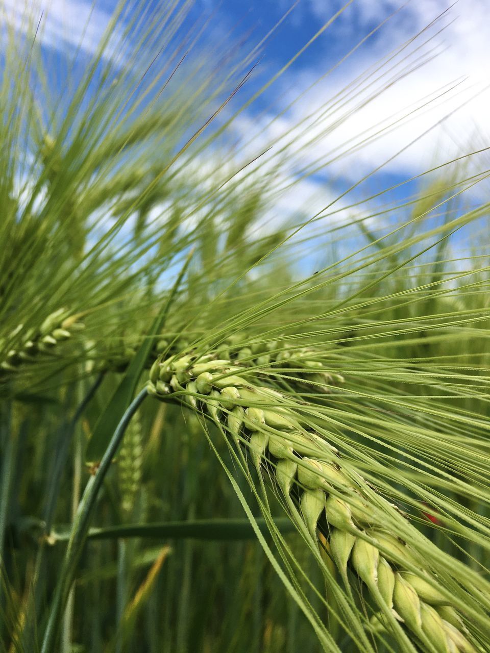 CLOSE-UP OF WHEAT GROWING ON FIELD