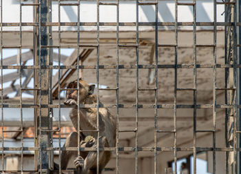 Low angle view of monkey on fence at zoo