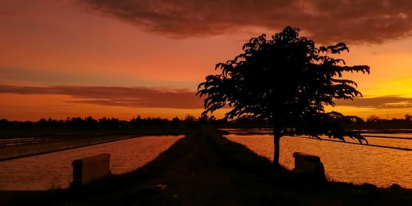 Silhouette tree by lake against sky during sunset