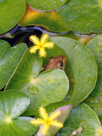 Close-up of turtle on plant