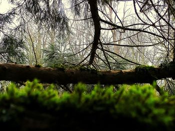 Low angle view of trees against sky