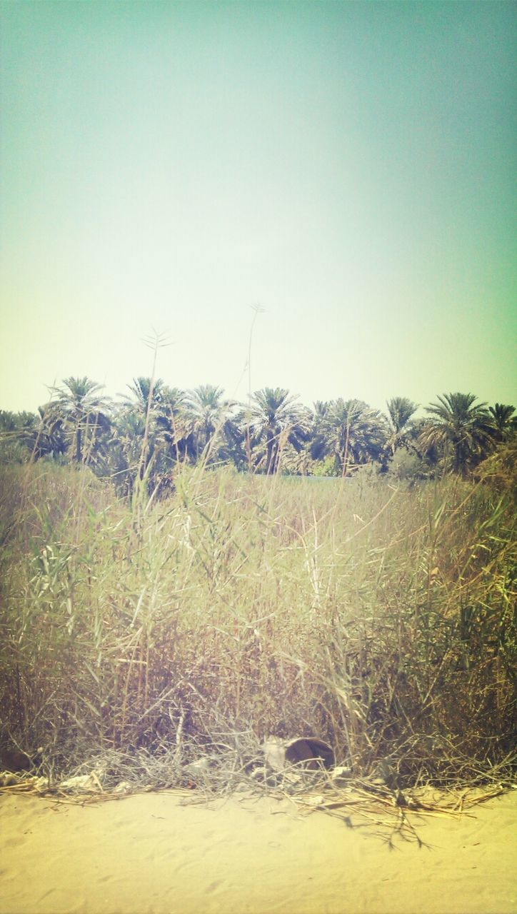 clear sky, tranquility, tranquil scene, landscape, field, copy space, nature, growth, tree, scenics, beauty in nature, sand, plant, grass, non-urban scene, remote, day, rural scene, sky, outdoors