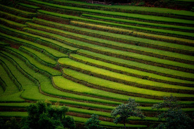 Scenic view of agricultural field