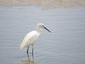 Side view of a bird in a water