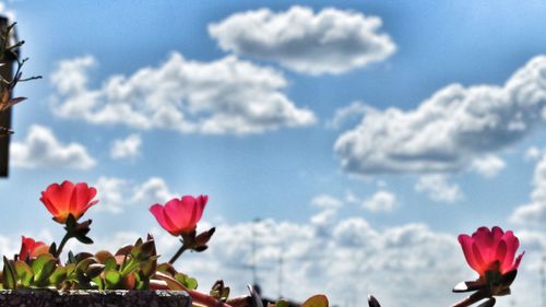 Close-up of pink flowers blooming against cloudy sky