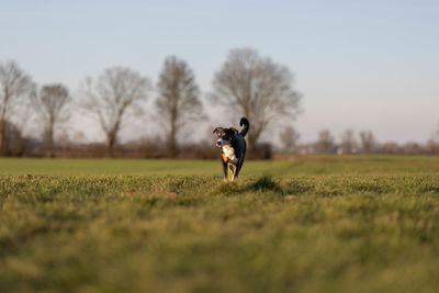 Rear view of woman walking on field against sky