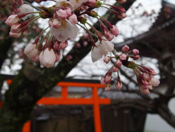 Close-up of pink flowers on tree