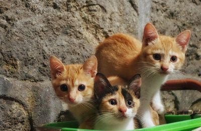 Portrait of kitten sitting outdoors