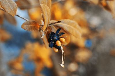 Close-up of insect on plant