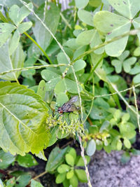 Close-up of butterfly on plant