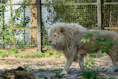 View of an animal on ground