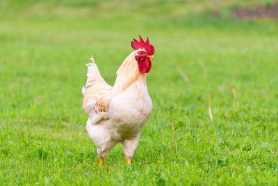 View of a bird on field