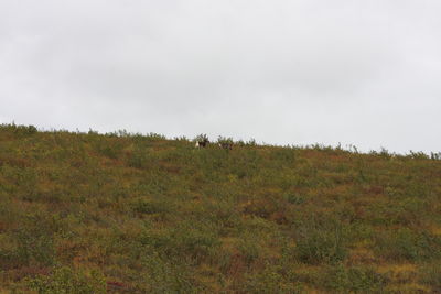 Scenic view of grassy field against sky