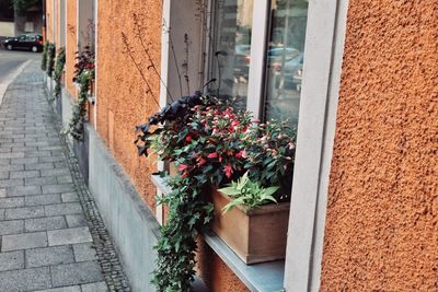 Flower plants growing in city