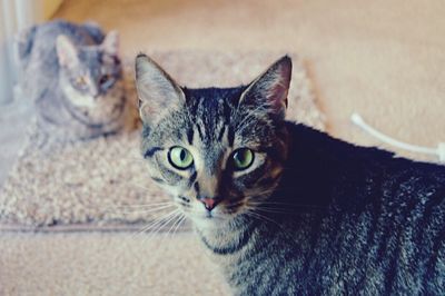 Close-up portrait of cat sitting