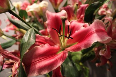 Close-up of pink day lily blooming outdoors