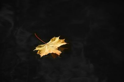 Close-up of dry maple leaves against black background