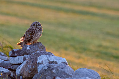 Close-up of eagle perching on rock