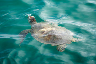 Turtle swimming in sea