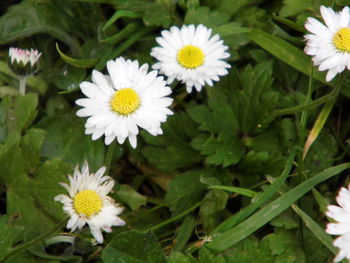 Close-up of white flowers blooming outdoors