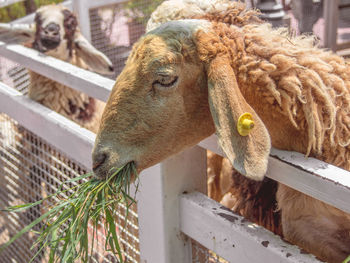 Close-up side view of a goat