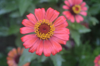 Close-up of red flowers