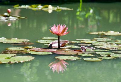 Lotus water lily in lake