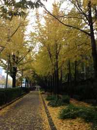 Road amidst trees against sky