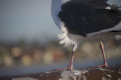 Close-up of bird perching on shore against sky