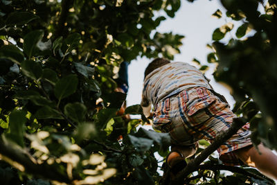 Low angle view of boy climbing on tree