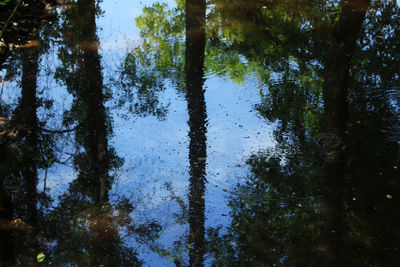 Reflection of trees in lake