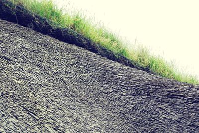 Close-up of grass growing on field