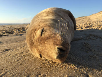 Close-up of lion on beach