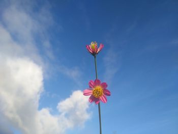 Low angle view of pink flowering plant against blue sky