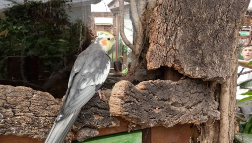 Close-up of bird perching on tree trunk