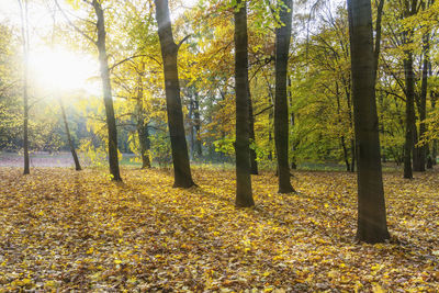 Sunlight falling on trees in forest during autumn