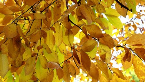 Low angle view of maple tree