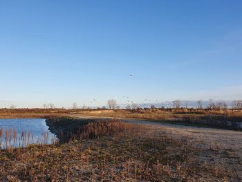 Scenic view of field against clear sky