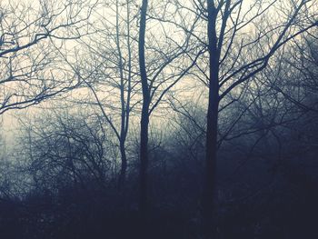 Bare trees against sky