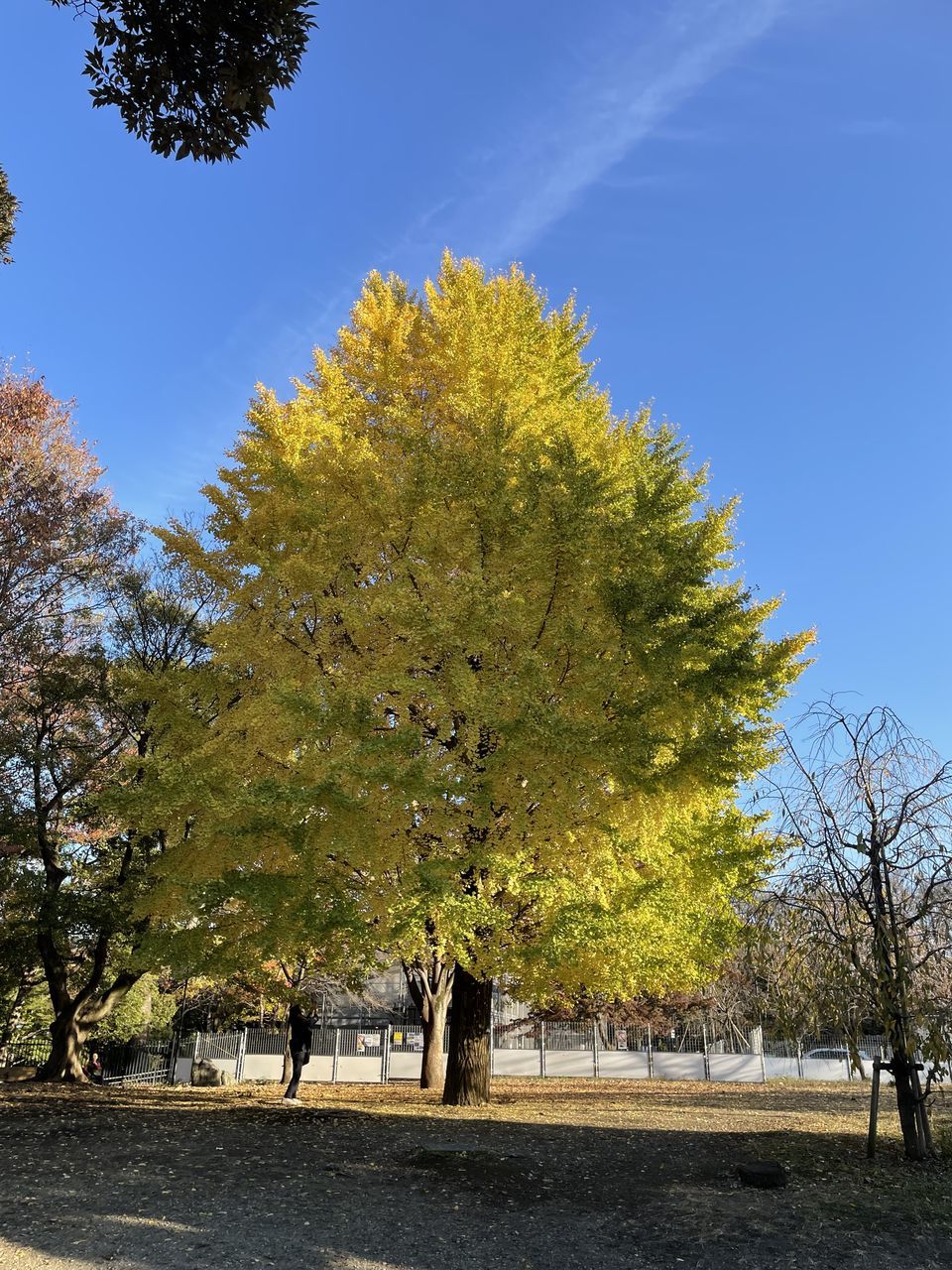 tree, plant, sky, nature, leaf, autumn, yellow, no people, growth, day, sunlight, architecture, low angle view, blue, outdoors, clear sky, built structure, branch, beauty in nature, reflection, flower, tree trunk, building exterior, green, trunk, sunny