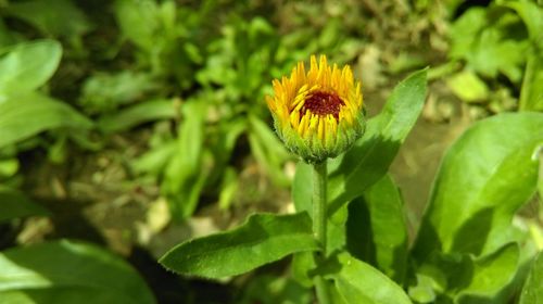 Close-up of yellow flower blooming outdoors