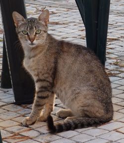 Close-up portrait of tabby on paved walkway