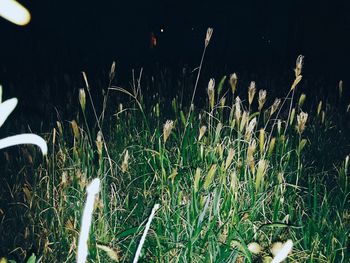 Plants against sky at night