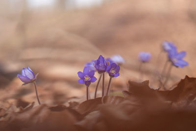 Close-up of purple crocus flowers on field